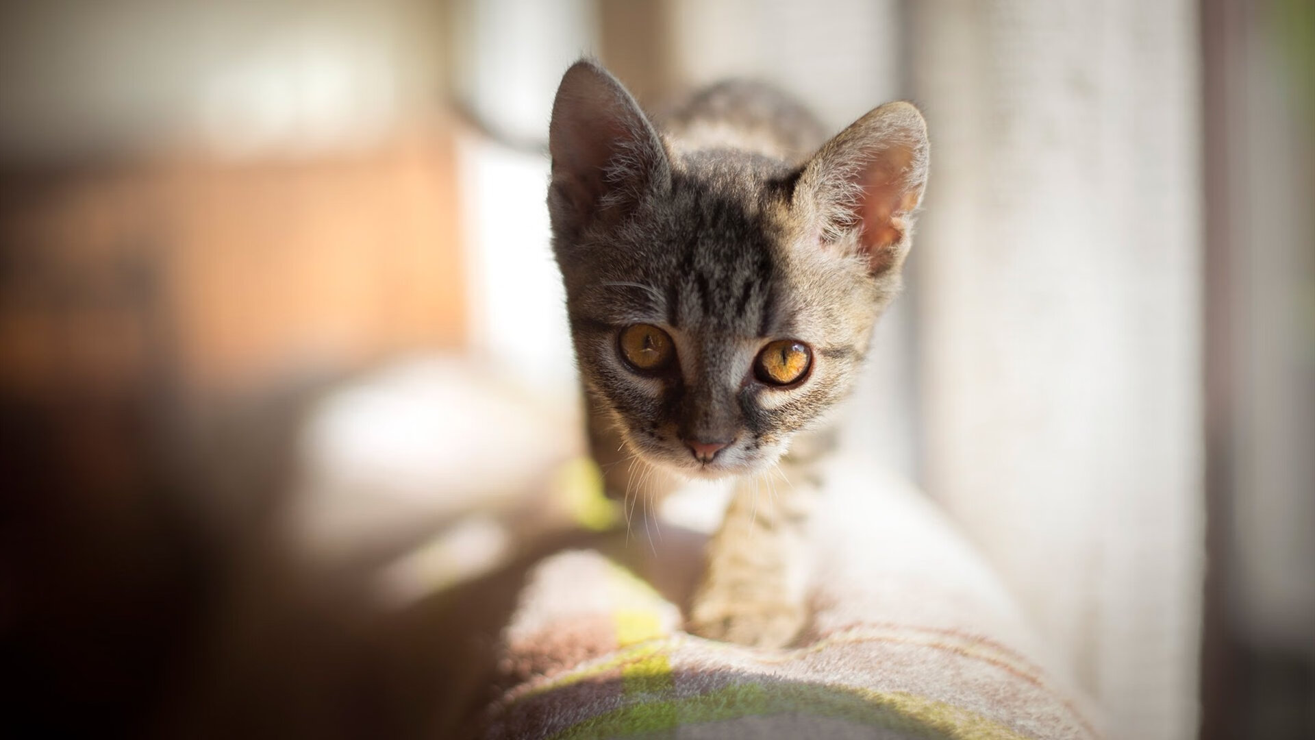 双城记，卡马文加热力炙烤谈判桌，切尔西决胜局从卡塔尔王室围猎中夺宝