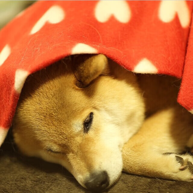 平行宇宙中,辽宁队的钢铁洪流撞上了老鹰的翅膀