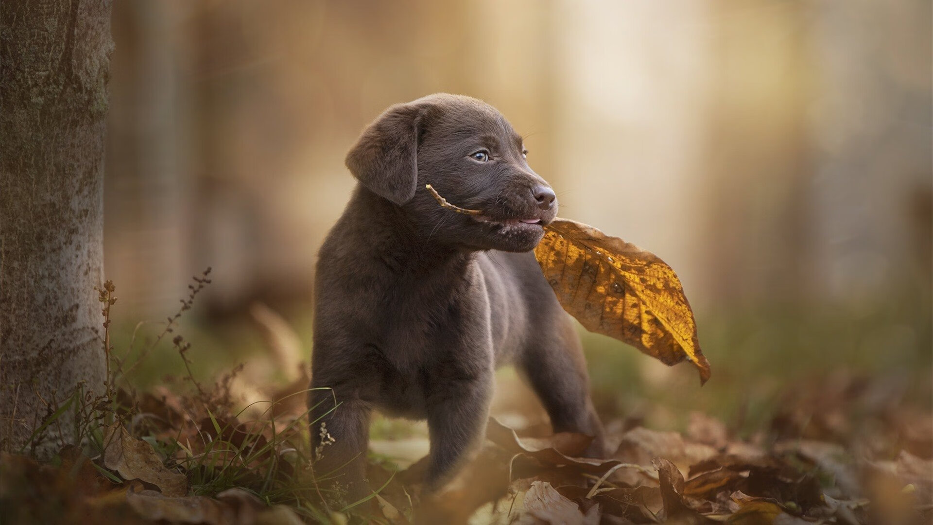 唯一性绽放,英格拉姆个人能力完全展现,湖人硬仗取胜广东队