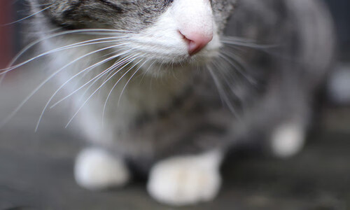 峡谷血战，红白二色间的重生之役