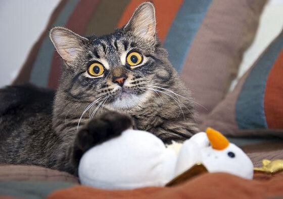 雷火电竞下载-安菲尔德的天使之翼，当梅西在欧冠半决赛之夜，跨越凡人到传奇的临界点