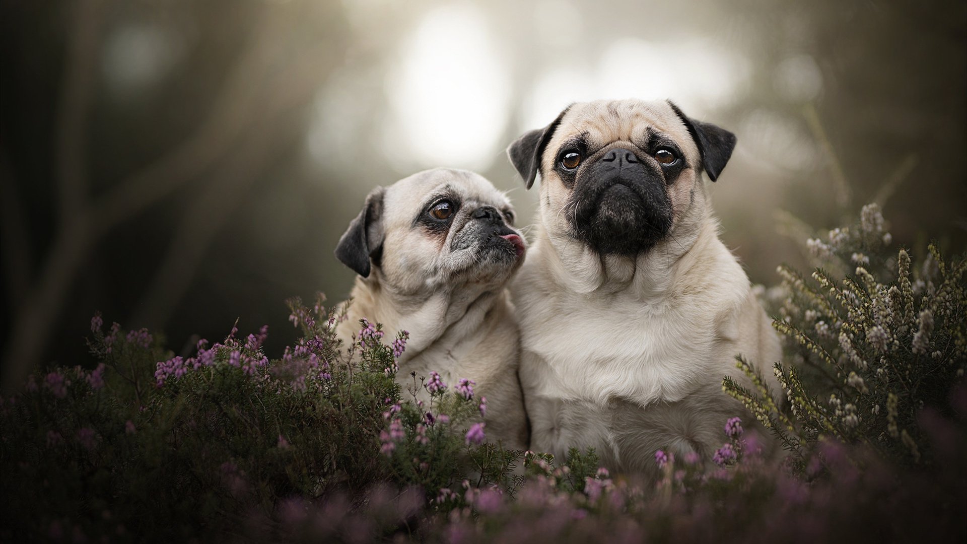 双线战场，当拜仁遭遇皇家社会之夜，坎特在另一片草皮写下里程碑