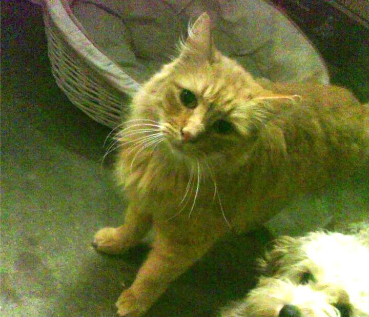 双线绞杀，瑞士精确战术如何让土耳其的悬念提前步入黄昏