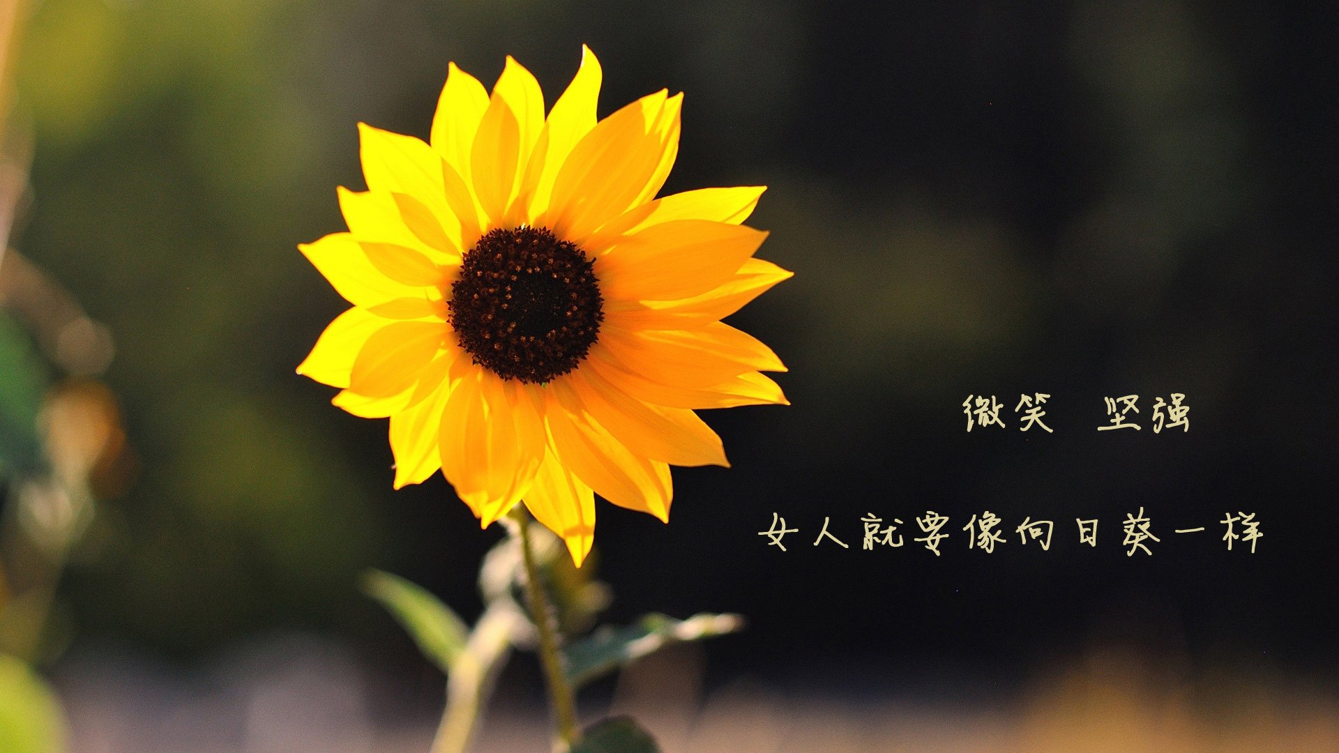 当蓝白军团在雪山前崩塌,2026世界杯E组,瑞士战车碾压阿根廷,卢卡库化身红色幽灵